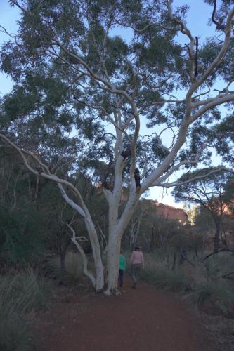 King's Canyon, NT, Australia